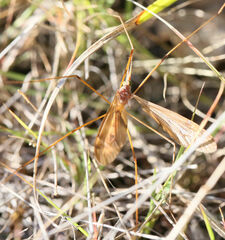 Tipula