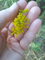 Solidago