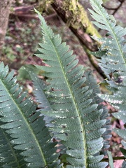 Dryopteris goldieana