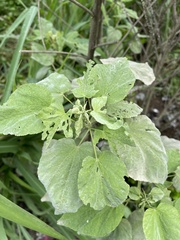 Abutilon trisulcatum