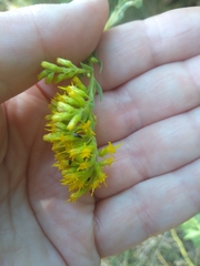 Solidago