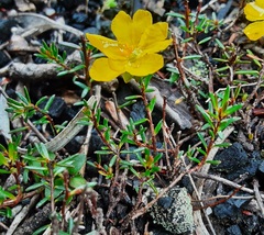 Hibbertia pustulata