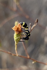 Parancistrocerus declivatus