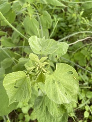 Abutilon trisulcatum