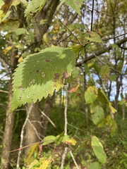 Ulmus americana