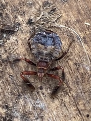 Apiomerus californicus