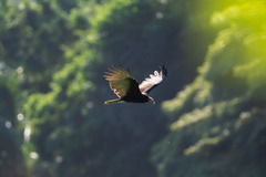Cathartes burrovianus