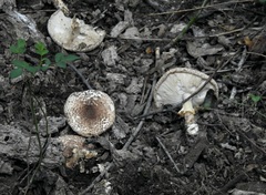 Chlorophyllum brunneum