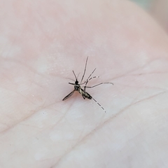 Aedes aegypti