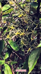Clematis crassifolia
