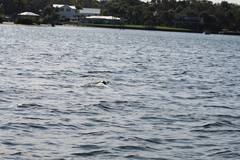 Trichechus manatus latirostris