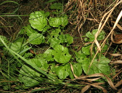 Barbarea vulgaris