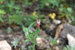 Cirsium arizonicum