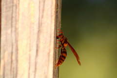 Polistes carnifex carnifex