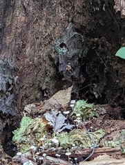 Mycena carmeliana