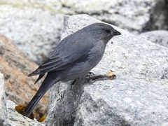 Geospizopsis unicolor