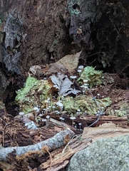 Mycena carmeliana