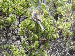 Leptasthenura andicola