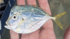Selene setapinnis