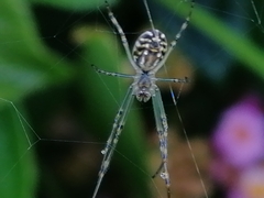 Leucauge dromedaria