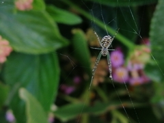 Leucauge dromedaria