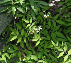 Solanum ehrenbergii