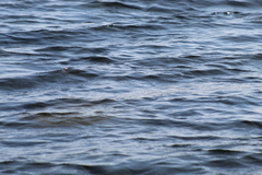 Trichechus manatus latirostris