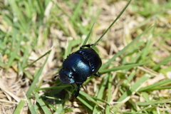 Phanaeus furiosus
