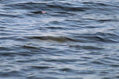 Trichechus manatus latirostris