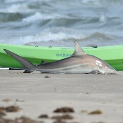 Carcharhinus limbatus