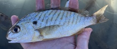 Leiostomus xanthurus