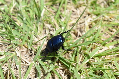 Phanaeus furiosus