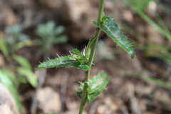 Cirsium arizonicum