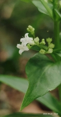 Exallage auricularia