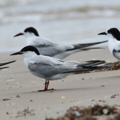 Sterna hirundo