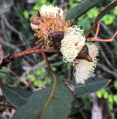 Eucalyptus incrassata