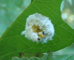 Macremphytus tarsatus