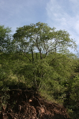 Cereeae