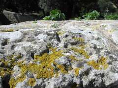 Xanthoria calcicola