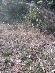 Bothriochloa laguroides