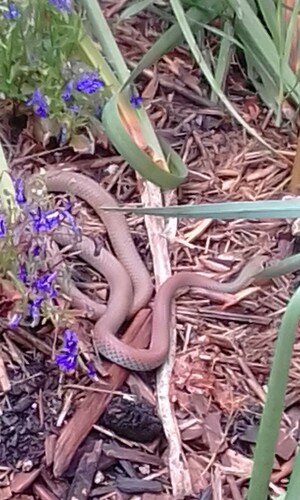Yellow-faced Whipsnake sighting