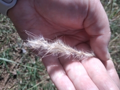 Bothriochloa laguroides