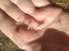 Bothriochloa laguroides