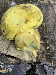 Buchwaldoboletus sphaerocephalus