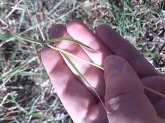 Bothriochloa laguroides