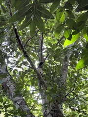 Psilorhinus morio