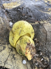 Buchwaldoboletus sphaerocephalus