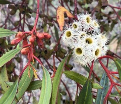 Eucalyptus calycogona