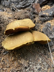 Suillus tomentosus