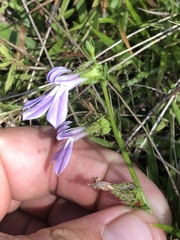 Lobelia brevifolia